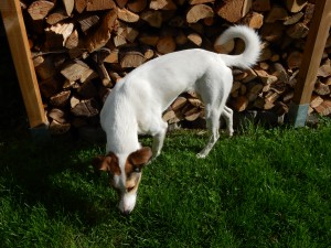 Feli riecht noch einmal vorsichtig die Spitzmaus - Mausetraum