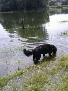 Chatta kühlt ihre Pfoten -Morgens um sieben am Kanal