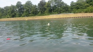 Henry, der Kanalschwimmer - Morgens um sieben am Kanal