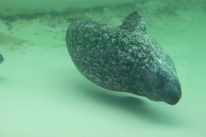Schwimmender Seehund - Ecomare auf Texel, Zuckerschnutenalarm