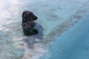 Kegelrobbe mir vollem Bauch - Ecomare auf Texel, Zuckerschnutenalarm