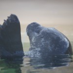 winkende Kegelrobbe im Ecomare auf Texel, Zuckerschnutenalarm