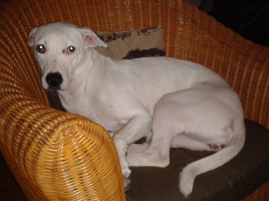 Zina noch etwas unsicher im Rattansessel - Schwedische Möbel