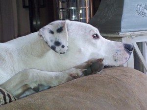 Zina ist in Deckung gegeangen - Zinas Angst vor Heißluftballons