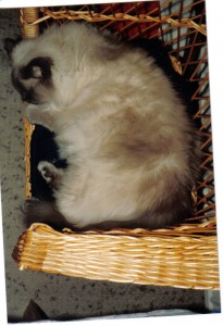 Bell in Birgits Korbstuhl - Schwedische Möbel