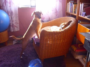 Rico will zu Elli in den Rattansessel - Schwedische Möbel