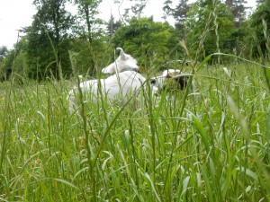 Zina und Feli toben in der Wiese - Tubendeckel