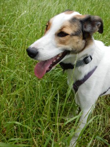 Feli in der Wiese- Tubendeckel