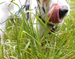 Felis Zungenbild - Tubendeckel