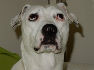 Zinas Blick in den Himmel - Zinas Angst vor Heißluftballons