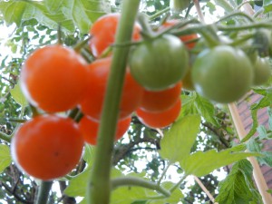 Kirschtomate am Strauch - Süße Tomaten