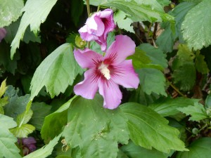 lila farbener Hibiskus - Garten im Juli
