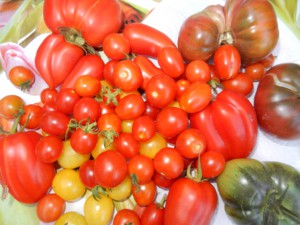 Tomatenernete 2015 - Süße Tomaten