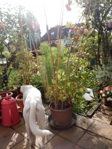 Tomaten an Bambusstangen - Süße Tomaten