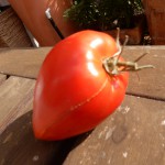 Spitze Fleischtomate - Süße Tomaten