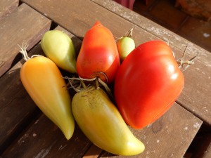 spitze rote Fleischtomate - Süße Tomaten