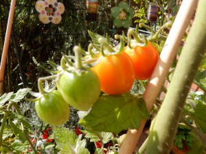 Tomatenstrauch - Süße Tomaten