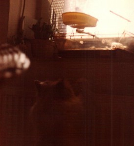 kater Bell beobachtet Hansi-Peter genauer