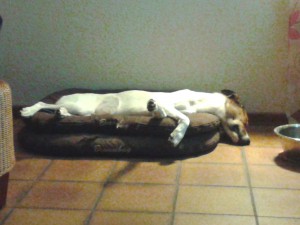 Feli mit abgeknicktem Hals - Schnarchmaus