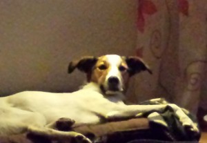 Wer stört Feli im Schlaf - Schnarchmaus