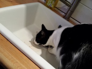 Willi nascht Dosensaft - Fütterung der Raubkatzen