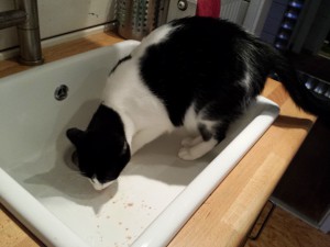 Willi in der Spüle - Fütterung der Raubkatzen