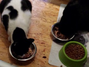 Abendessen von Gracie und Willi - Fütterung der Raubkatzen