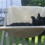 Gracie in der Hängematte - Fütterung der Raubkatzen