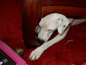 Zinas Ballspiel - Ballspaß