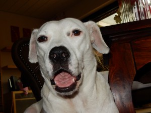 Zina und Frauchen, Auge in Auge - Ballspaß