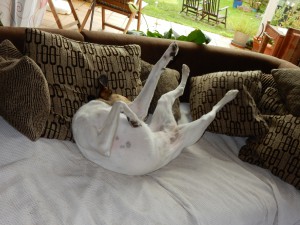 Felis Balldrehung - Ballspaß