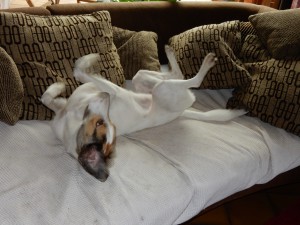 Felis Ballsuche - Ballspaß