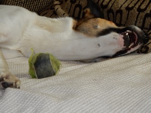 Feli ignoriert den Ball - Ballspaß