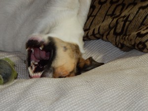 Feli sieht den Ball - Ballspaß