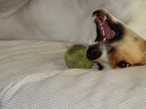 Feli schnappt den Ball - Ballspaß