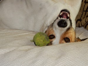 Feli entdeckt Frauchen statt den Ball - Ballspaß