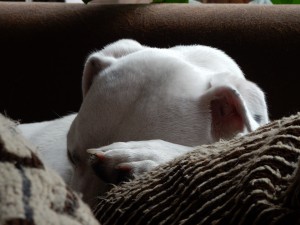 Zina, müde vom Ballspiel - Ballspaß