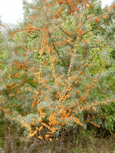 Sanddorn auf der Halde Hoheward