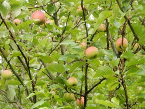 Äpfel auf der Halde Hoheward