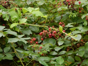 Himbeeren auf der Halde Hoheward