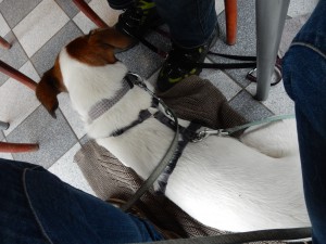 Feli im Restaurant Am Handweiser - Halde Hoheward