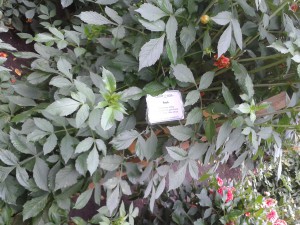 Dahlienbeschriftlung - Dahliengarten in Fulda