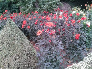 Dahlien Olympic Fire - Dahliengarten in Fulda