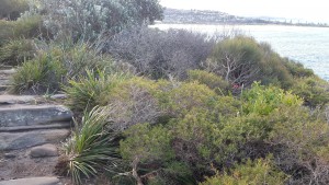 Judiths Foto von Australiens Küste - Herzschmerz