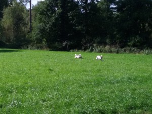 Rennspiel von Zina und Henry - Wiesenspiel