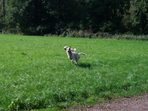 Felis rennendes Wiesenspiel