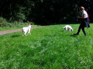 Suchspiel mit Zina und Feli - Wiesenspiel