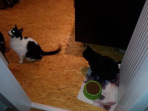 Willi und Graci warten auf das Essen - Katzensitting