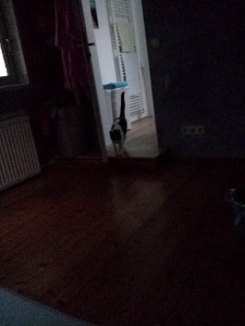 Kater Willi will raus - Katzensitting