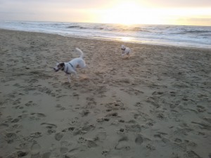 Hunderennen von Feli und Zina  - Sonnenuntergang auf Texel